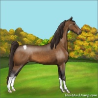 Horse Color:Buckskin Snowcap 