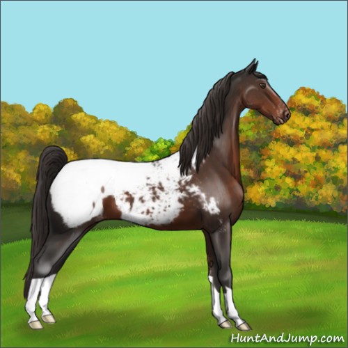 Horse Color:Liver Chestnut Appaloosa