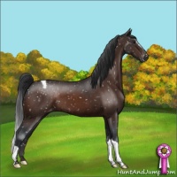 Horse Color:Brown Appaloosa