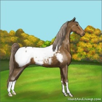 Horse Color:Chocolate Palomino Near Fewspot 