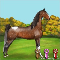 Horse Color:Buckskin Appaloosa