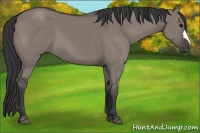 Horse Color:Grullo 