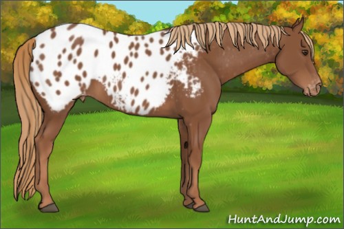 Horse Color:Chestnut Appaloosa 