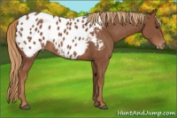 Horse Color:Chestnut Appaloosa