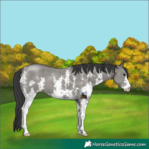 Horse Color:Grullo Sabino 