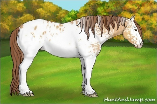 Horse Color:White Spotted Buckskin Dun Near Leopard