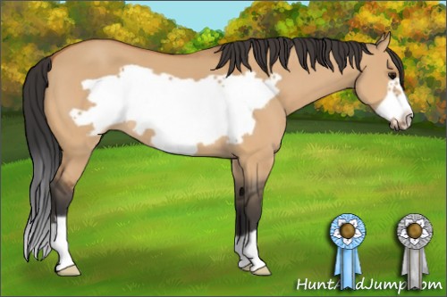 Horse Color:Bay Dun Frame 