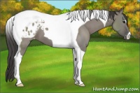Horse Color:Grullo Tobiano Appaloosa 