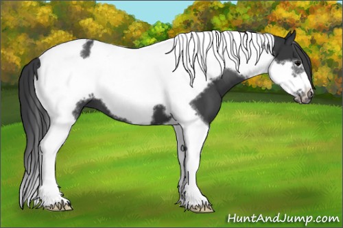 Horse Color:Black Tobiano Frame