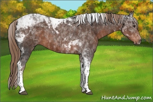 Horse Color:Liver Chestnut Tobiano 