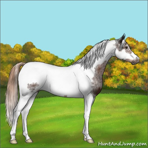 Horse Color:Gray Liver Chestnut Tobiano Frame Rabicano