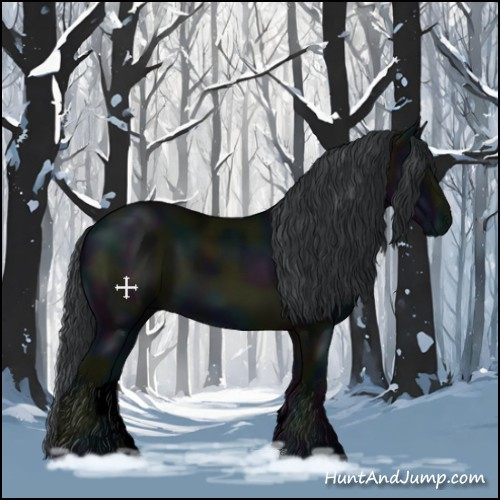 Horse Color:Void Midnight Black 