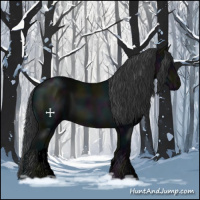 Horse Color:Void Midnight Black 