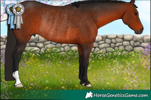 Horse Color:Gray Bay Rabicano 