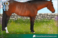 Horse Color:Gray Bay Rabicano
