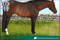 Horse Color:Gray Bay Rabicano 