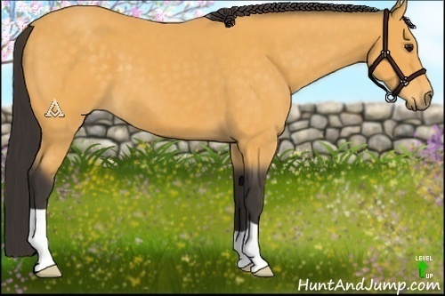 Horse Color:Buckskin 