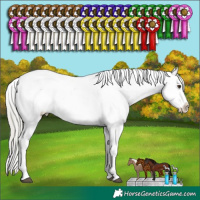 Horse Color:Liver Chestnut Mushroom Appaloosa 