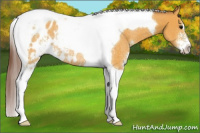 Horse Color:Chocolate Buckskin Sabino Tobiano Appaloosa Rabicano