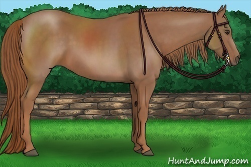 Horse Color:Chestnut 