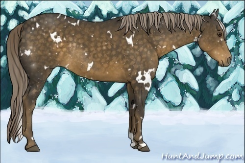 Horse Color:White Spotted Chocolate Palomino Rabicano 