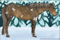 Horse Color:White Spotted Chocolate Palomino Rabicano 