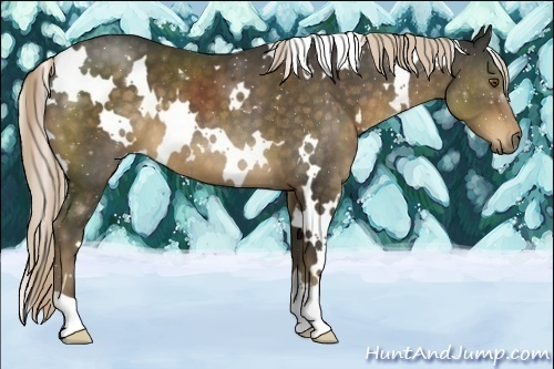 Horse Color:White Spotted Chocolate Palomino 