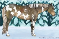 Horse Color:White Spotted Chocolate Palomino 