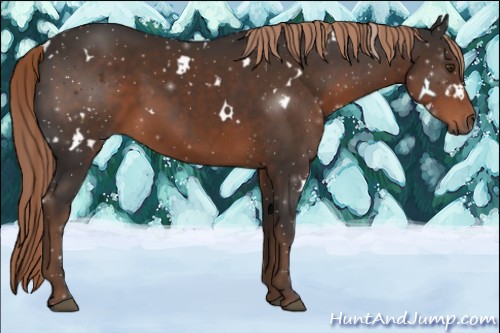 Horse Color:White Spotted Liver Chestnut 