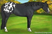 Horse Color:Black Sabino Appaloosa 