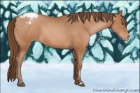 Horse Color:Brown Pearl Appaloosa 