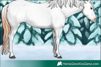 Horse Color:Bay Dun Appaloosa 