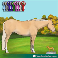 Horse Color:Gold Cream Champagne 