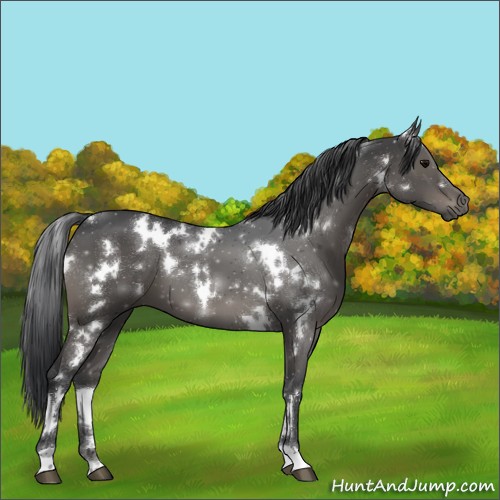 Horse Color:White Spotted Black 