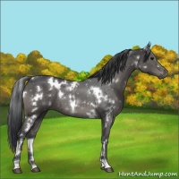 Horse Color:White Spotted Black