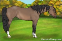 Horse Color:Brown Dun 