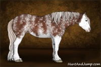 Horse Color:White Spotted Silver Brown Splash 