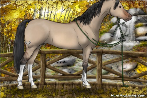 Horse Color:Brown Dun 