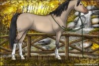 Horse Color:Brown Dun 