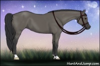 Horse Color:Grullo 