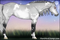 Horse Color:White Spotted Silver Bay Chinchilla 