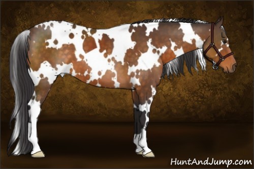 Horse Color:White Spotted Buckskin 