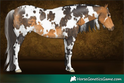 Horse Color:White Spotted Buckskin
