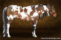 Horse Color:White Spotted Buckskin