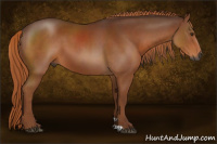 Horse Color:Gray Chestnut 