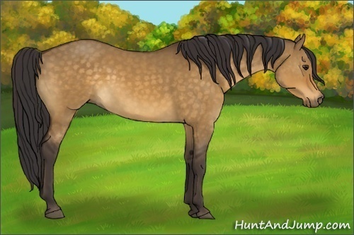 Horse Color:Buckskin Dun 