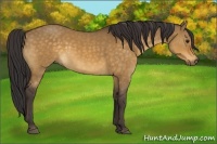Horse Color:Buckskin Dun