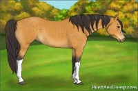 Horse Color:Buckskin 