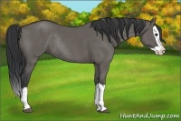 Horse Color:Grullo Splash Rabicano 
