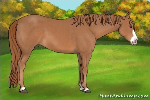 Horse Color:Chestnut Frame 